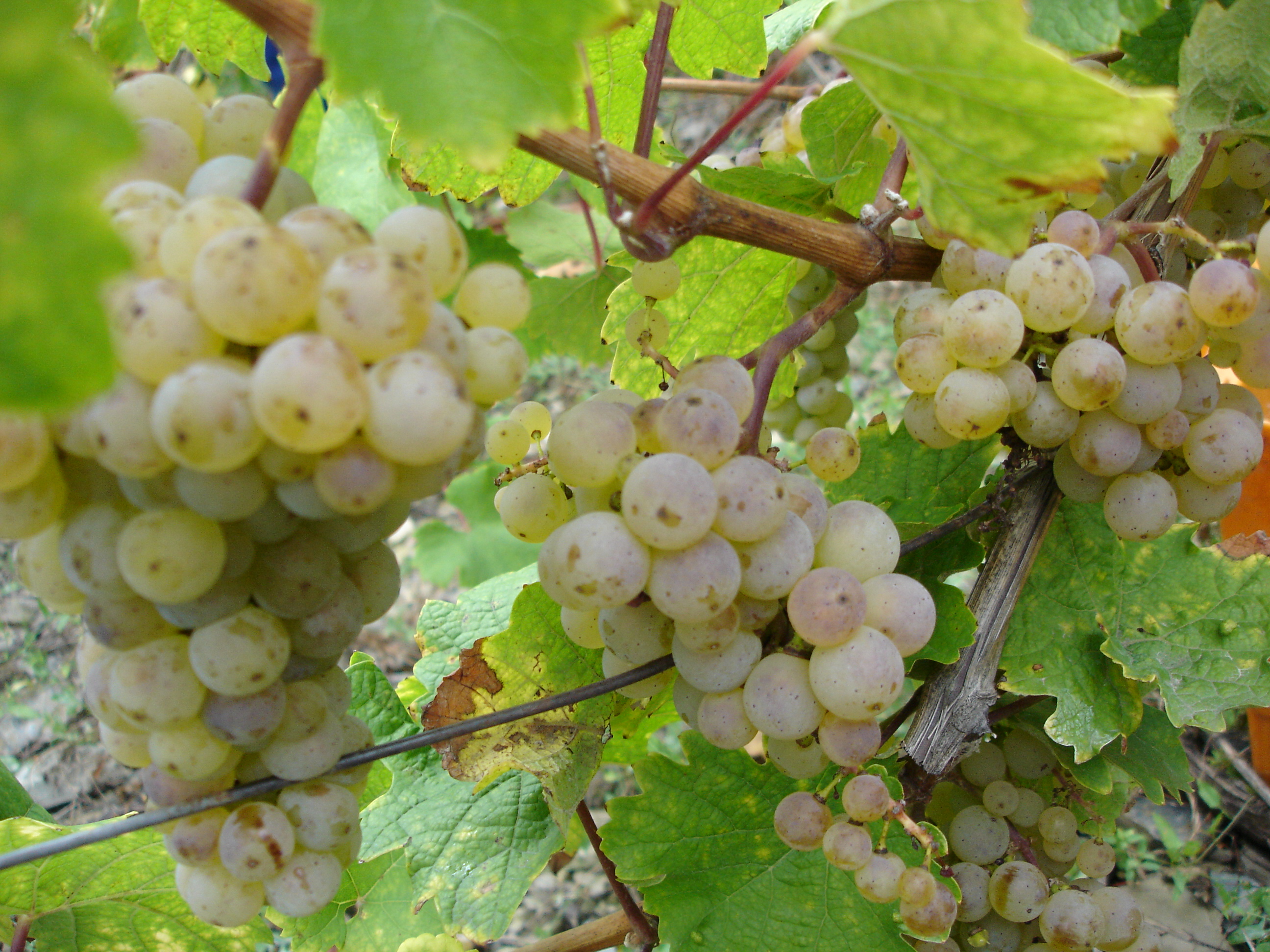Weine vom Weingut Rößler Weine vom Weingut Rößler