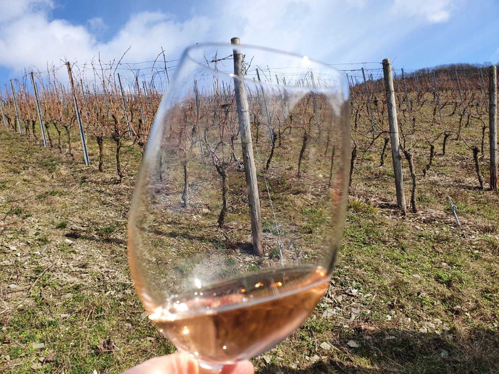 Weine vom Weingut Rößler Weine vom Weingut Rößler
