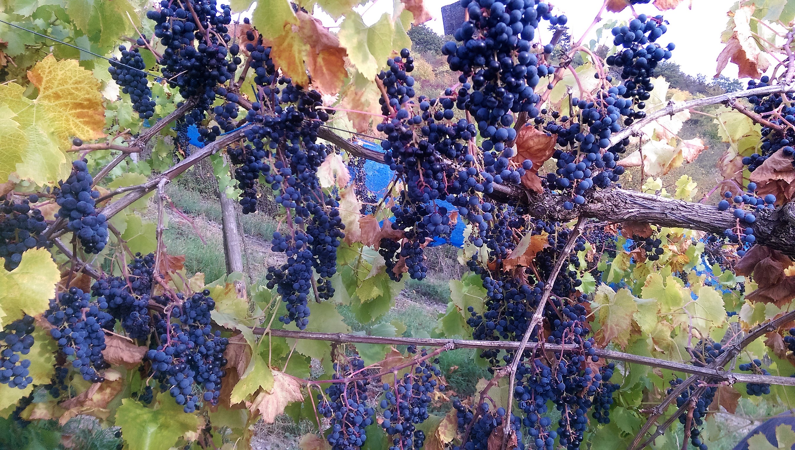 Weine vom Weingut Rößler Weine vom Weingut Rößler