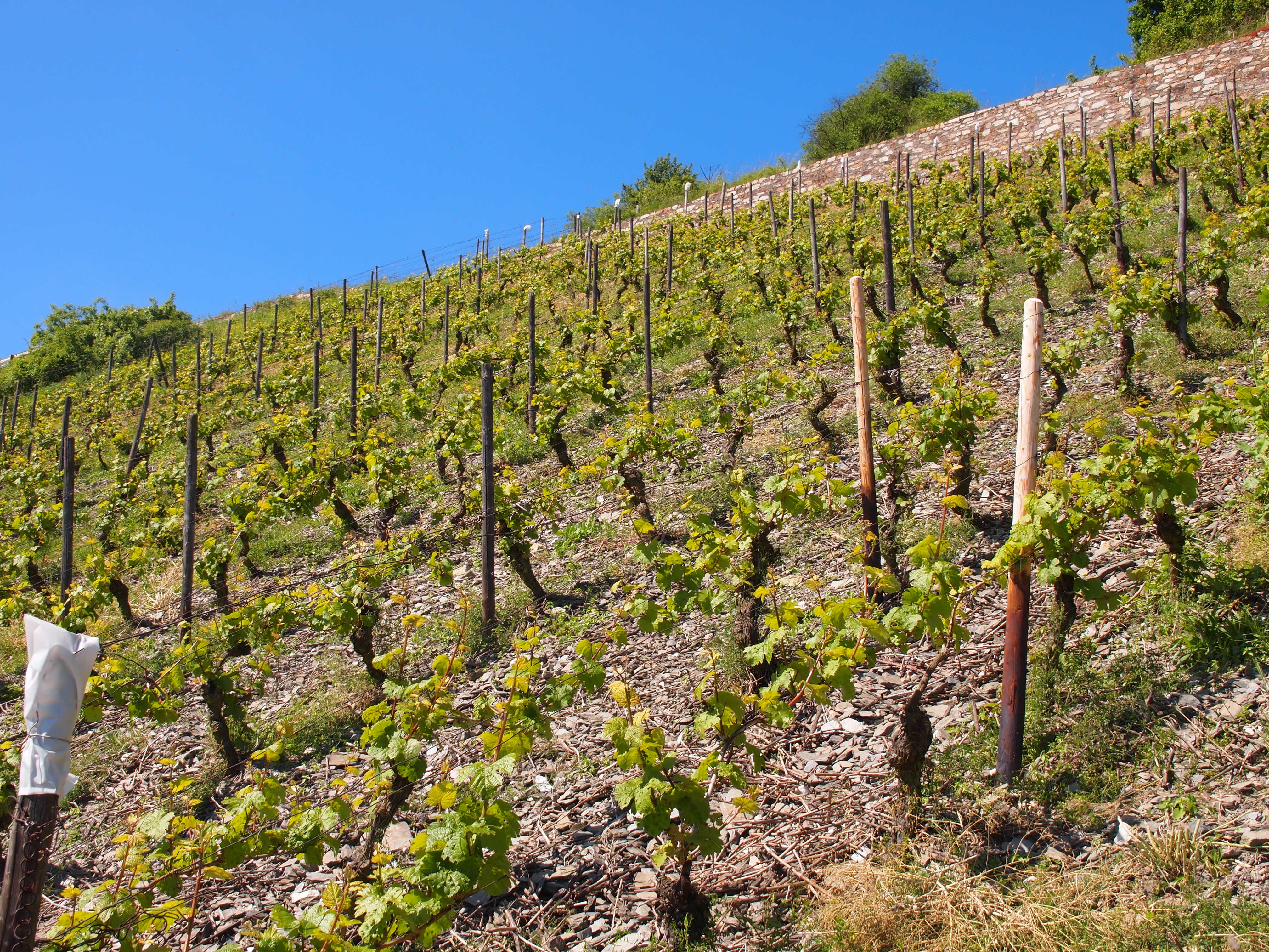 Weine vom Weingut Rößler Weine vom Weingut Rößler